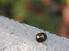 Brachyplatys subaeneus