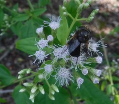 Copestylum purpurascens
