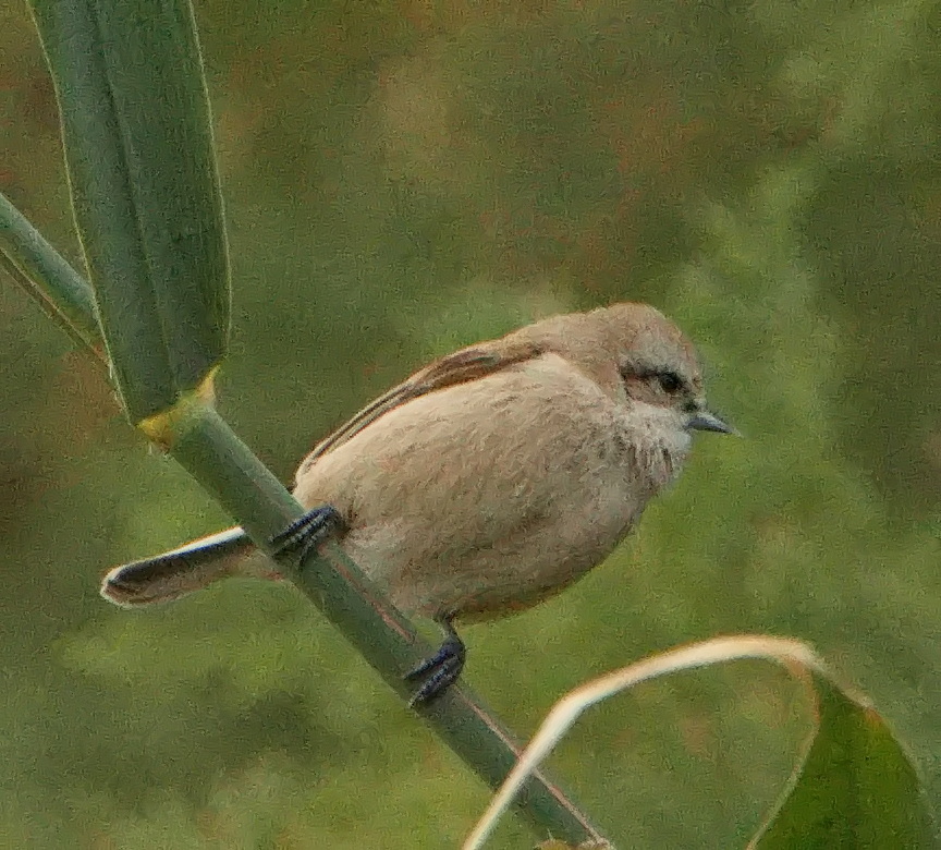 Eurasian Penduline Tit