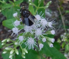 Copestylum purpurascens