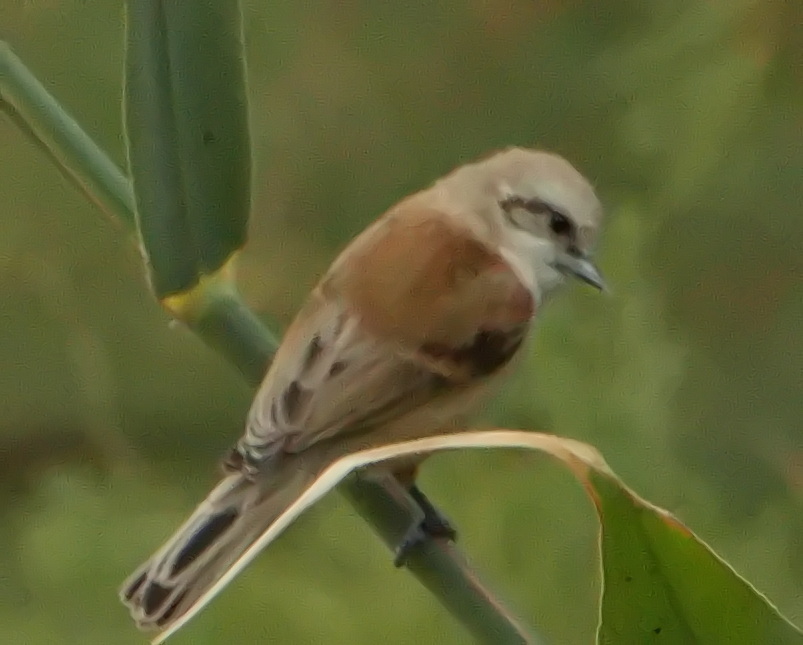 Eurasian Penduline Tit
