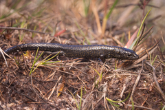White-Spotted Riolama photo 2
