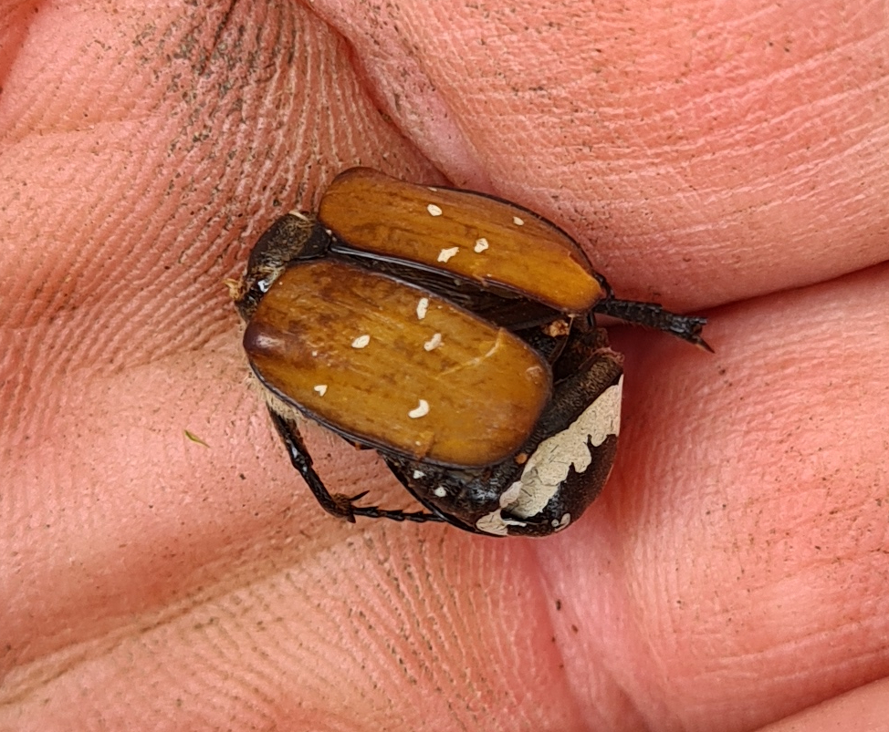 Gnorimus decempunctatus