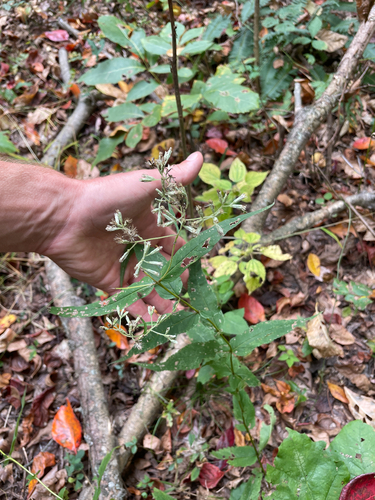 upland boneset (Eupatorium sessilifolium)