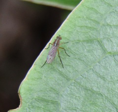 Tetrachaetus bipunctatus