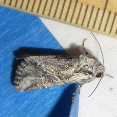 Lacinipolia acutipennis