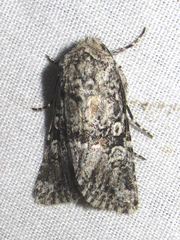 Lacinipolia stenotis