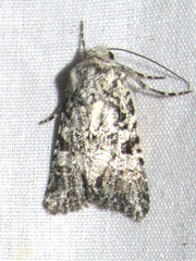 Lacinipolia stenotis