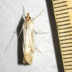 Loxostege oberthuralis