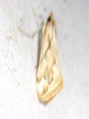 Loxostege oberthuralis