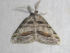 Macaria colata