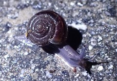 Helminthoglypta sequoicola