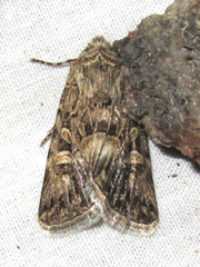 Sympistis duplex
