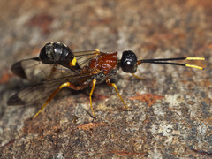Pristaulacus variegatus