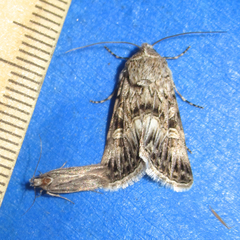 Sympistis duplex