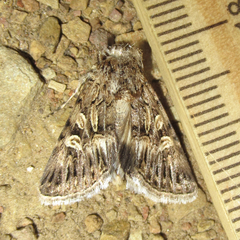 Sympistis duplex