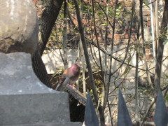 Columba livia