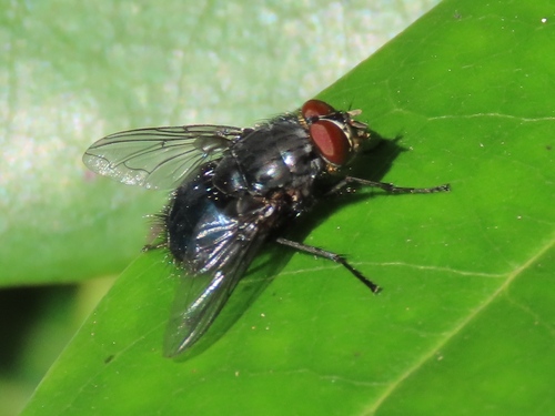 Orange-bearded Bluebottle Fly, Leidschendam, Nederland, photo 10 of 10