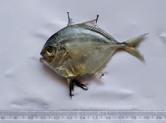 Atropus atropos