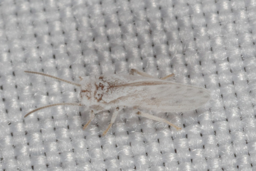 Neoconis marginata