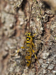 Xanthopimpla rhopaloceros