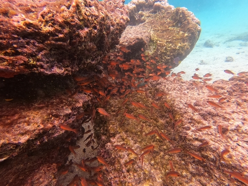 Blacktip cardinalfish (Apogon atradorsatus) — Apogonidae