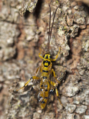 Xanthopimpla rhopaloceros