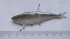 Scomberoides