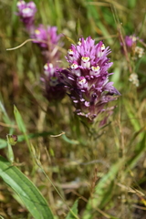 Castilleja densiflora densiflora