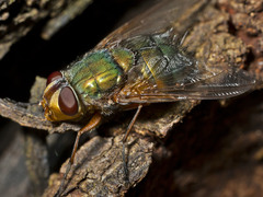 Microrutilia