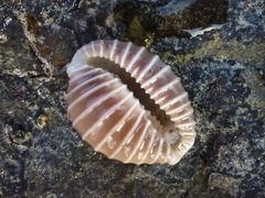 Pusula solandri