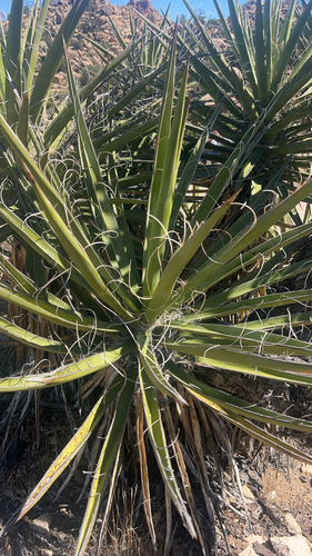 iNaturalist observation photo of Mojave Yucca