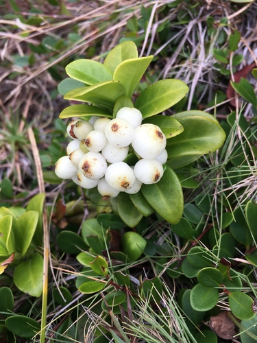 Psychotria serpens iNat (1)