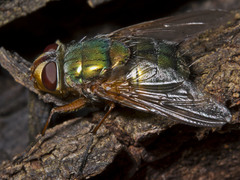 Microrutilia