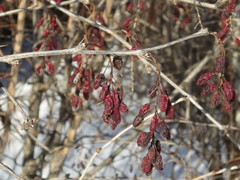 Berberis amurensis