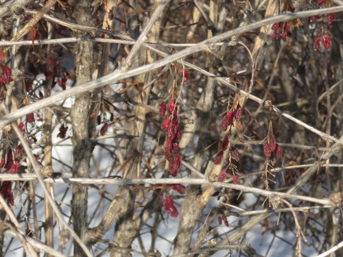 Image of Berberis amurensis by (c) Repina Tatyana, some rights reserved (CC BY)