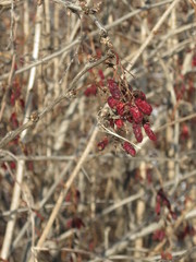 Berberis amurensis