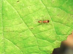 Myrmarachne formosana