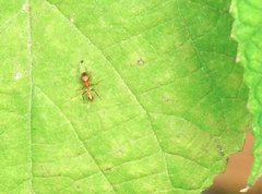 Myrmarachne formosana