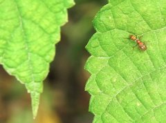 Myrmarachne formosana