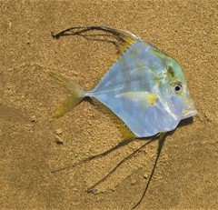 Caranginae