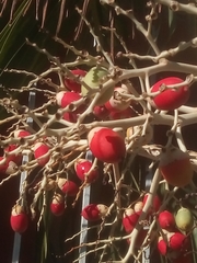 Adonidia merrillii