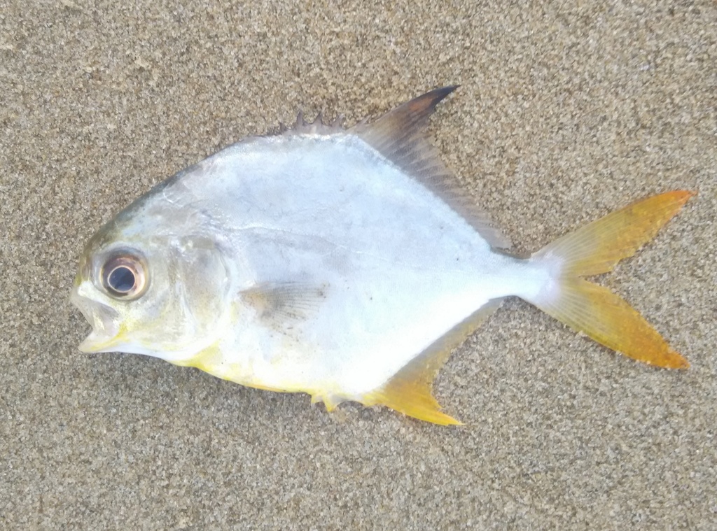 Indian pompano (Trachinotus mookalee) — Carangidae