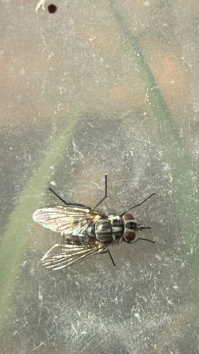 Unknown species found near Nelson Rd, Ithaca, NY, US