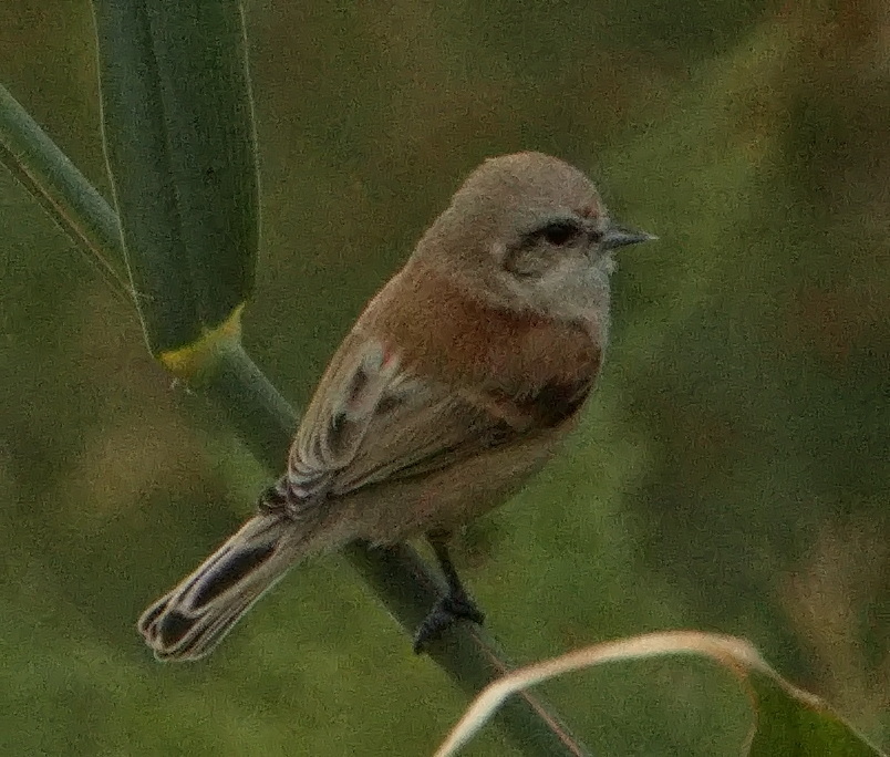 Eurasian Penduline Tit