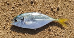 Alepes kleinii