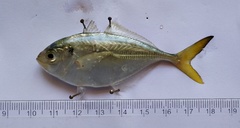 Alepes kleinii