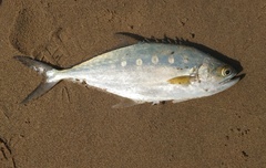 Scomberoides commersonnianus