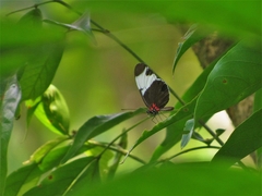 Heliconius sapho leuce