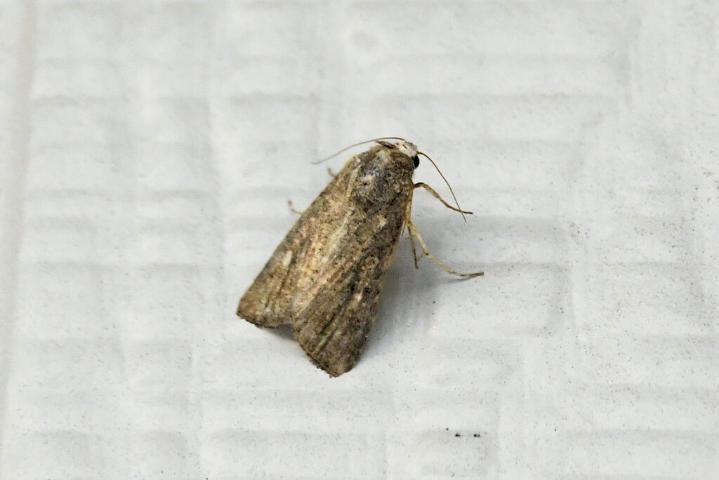 Fall Armyworm Moth from Woodcreek, Carrollton, TX 75006, USA on October ...